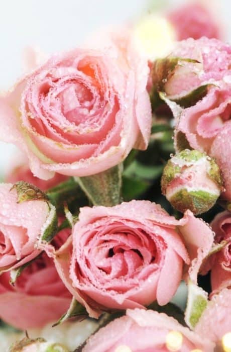 Shinning Stars: Eight Lessons (Hybrid and In-Person)